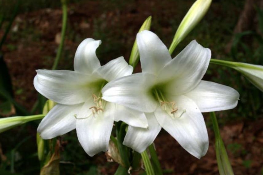 Crinum campanulatum ...