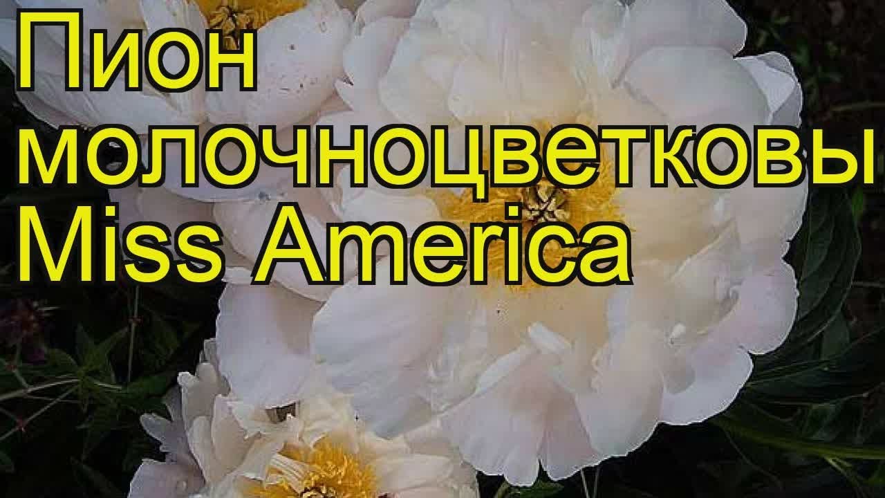 Пион молочноцветковый Мисс Америка. Краткий обзор, описание ...