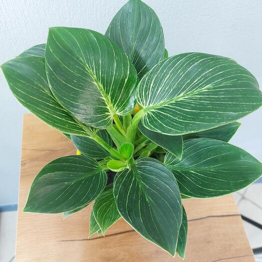 Philodendron Birkin d12 h30 ...