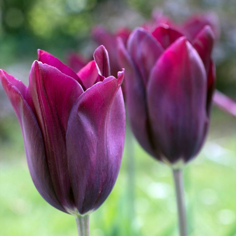 Maroon Wholesale Flower Bulbs | A.D.R Bulbs