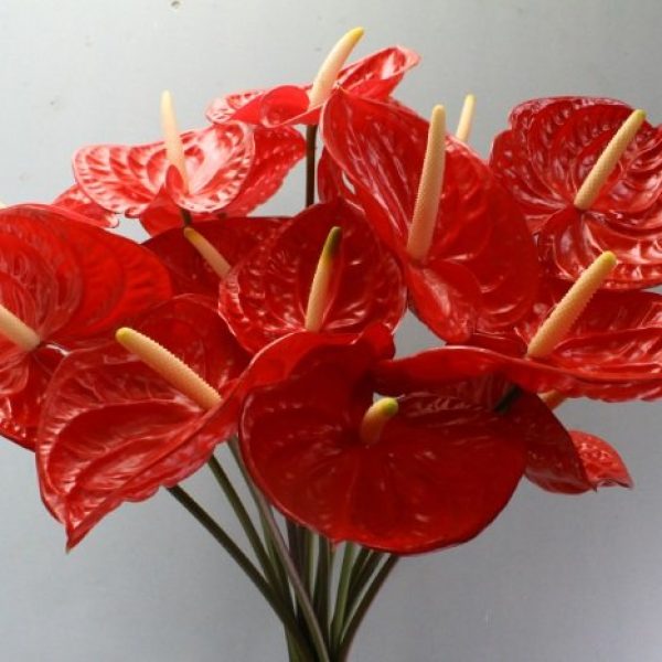 Anthurium Acropolis - Metropolitan Wholesale