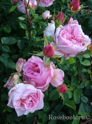 Rose (Rosa 'Sonia Rykiel') in the Roses Database - Garden.org