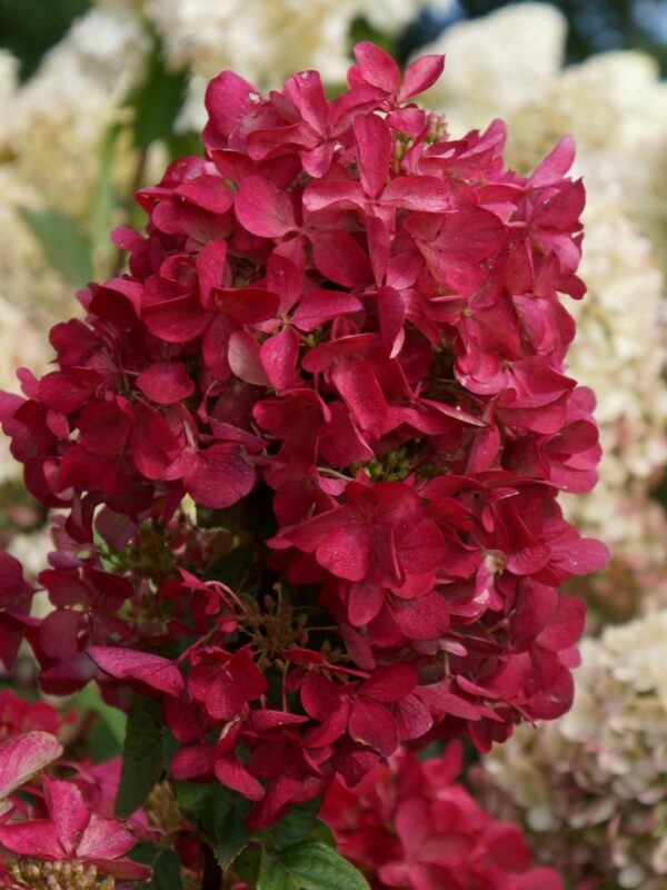 Гортензия метельчатая (Hydrangea paniculata `Pink Diamond ...