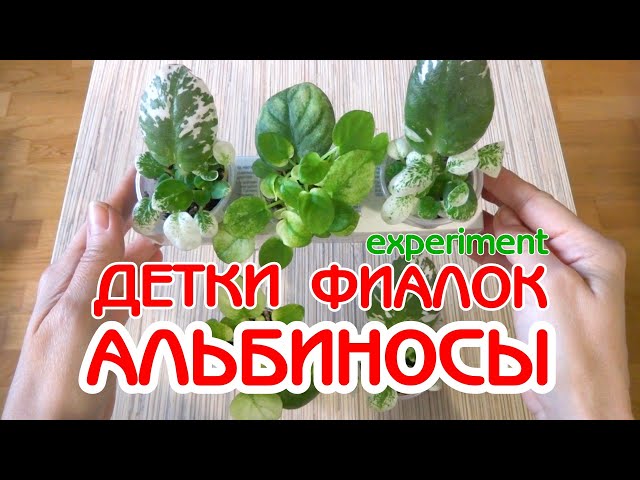 Откройте для себя многочисленные преимущества Viola cucullata ...