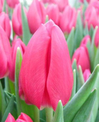 Pink Ardour Botanical stockphoto - F-Views