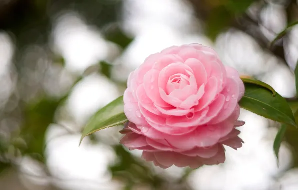 Hybrid Camelia Flower Plant ( Red Pink ...