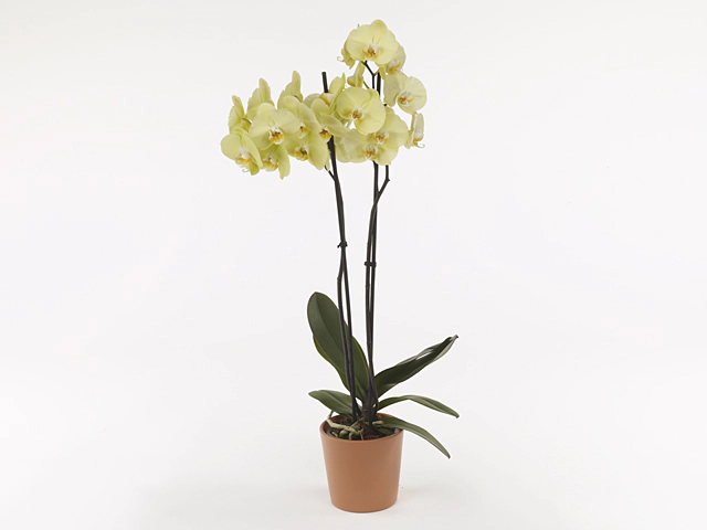 Орхидея Phalaenopsis Pavarotti