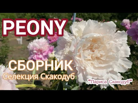 пион LEMON CHIFFON, пион Лемон Шифон, пион Лемон Шиффон