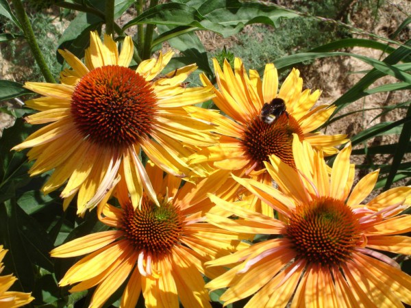 Echinacea purpurea 'Big Kahuna' - Stauden - Pflanzen kaufen ...