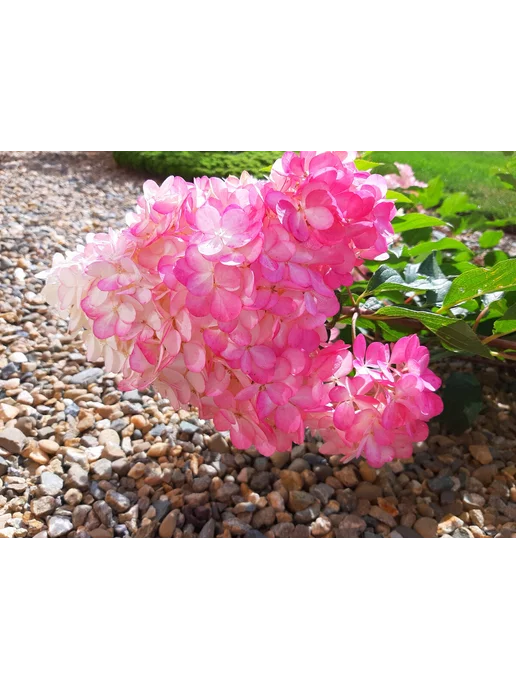 Hydrangea paniculata ...