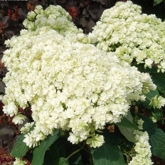 Гортензия древовидная (Hydrangea arborescens `Strong ...