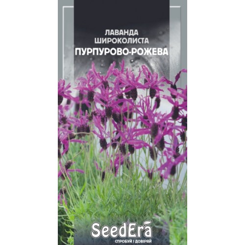 Более 8 300 работ на тему «лаванда зубчатая»: стоковые фото ...