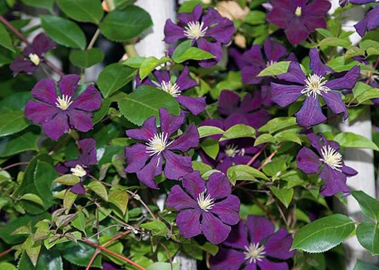 15 Clematis Gipsy Queen Royalty-Free ...