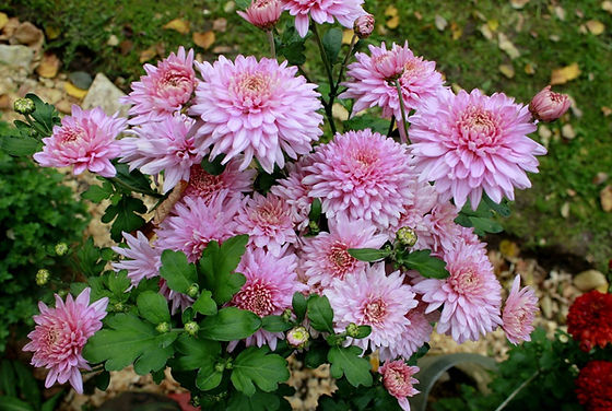 Хризантема корейская Английская 2 (Chrysanthemum koreanum ...