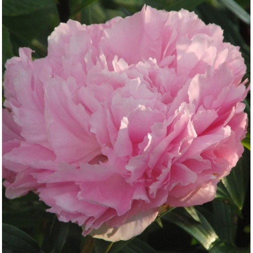 Paeonia Pillow Talk - YouTube