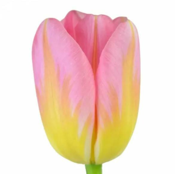 Tulp Brindisi - Borst Bloembollen