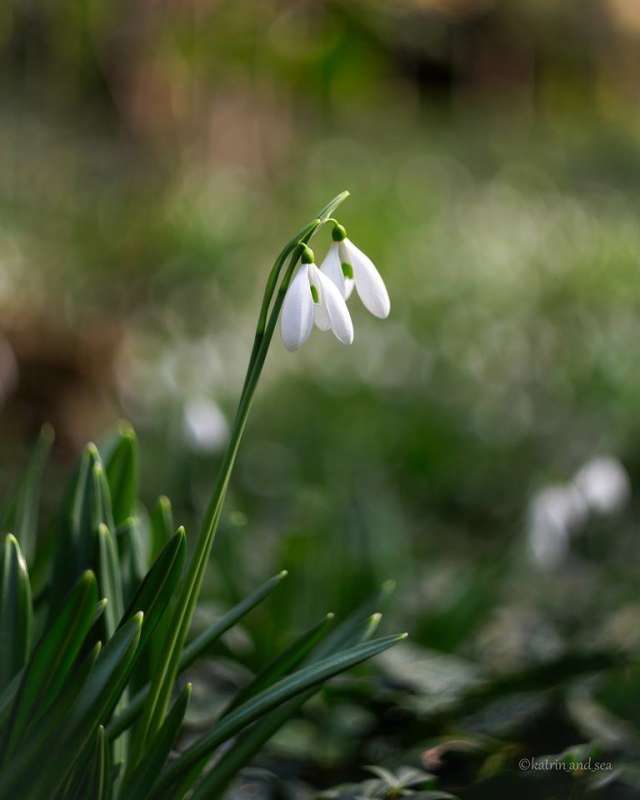 Snowdrop" Sheet Music ...