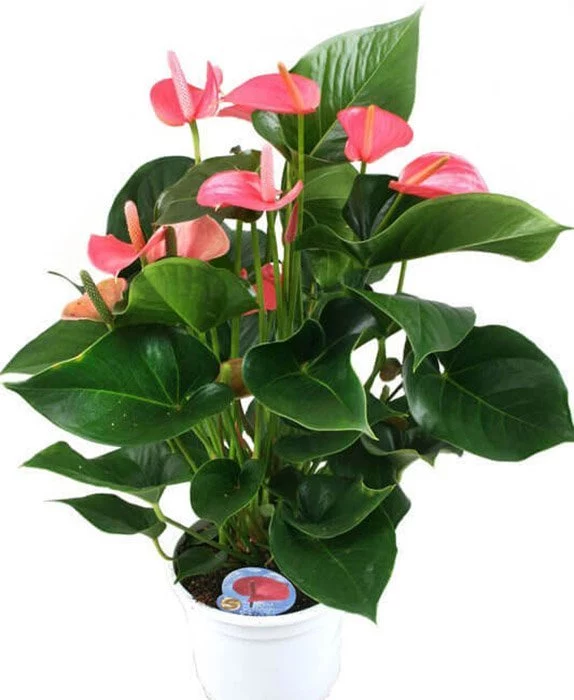 Anthurium 'white champion' (large)