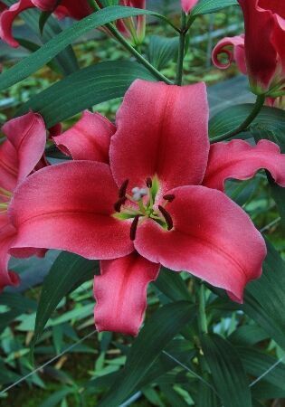 Lilium or 'Mero Star' - GARDENIDEA