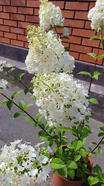 Hydrangea macrophylla Lovely Collection ...