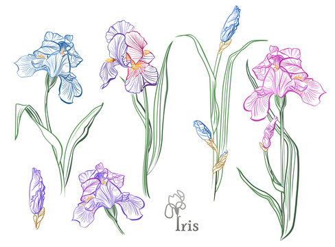 Iris - The Most Mysterious Flower ...