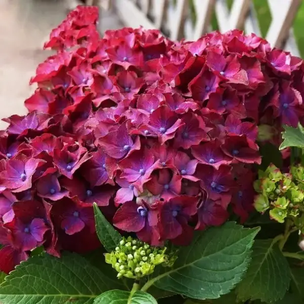 Hydrangea m.- Гортензия крупнолистная Fripon Blue® | sadko.by