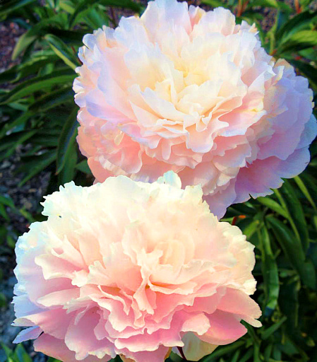 Paeonia 'Etched Salmon' - GARDENIDEA