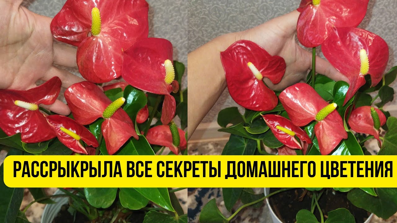 Почему желтеют листья у антуриума? Уход ...