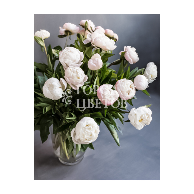 The Gardenia Peony | Adelman Peony Gardens