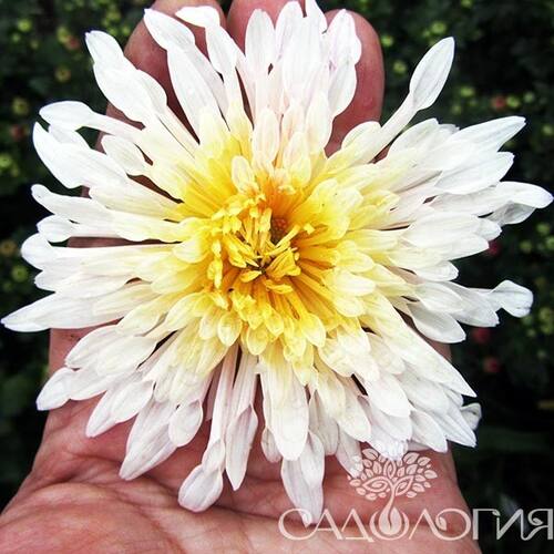 Chrysanthemum koreanum ...