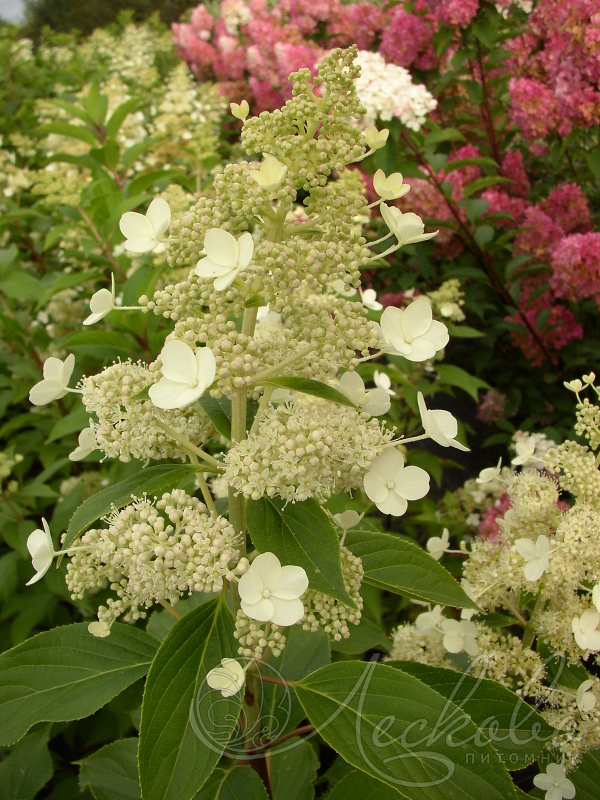 Гортензия метельчатая Киушу (Hydrangea paniculata Kyushu) С3 ...