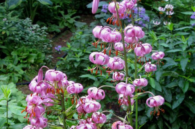 Lilium martagon Пинк Монинг Pink Morning купить луковицы |Сад ...