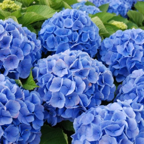 Гортензия крупнолистная (Hydrangea macrophylla) 'Deutschland ...