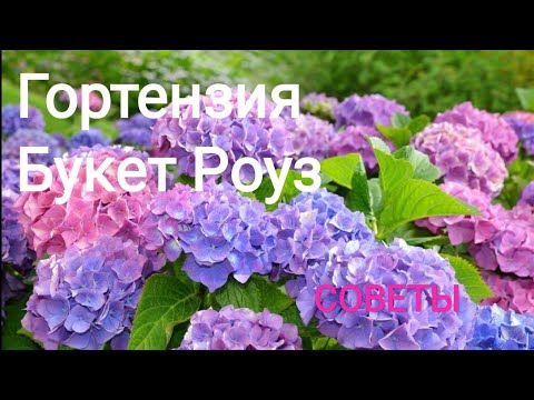 Гортензия крупнолистная купить саженцы ...