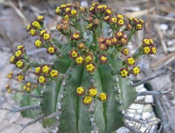 Euphorbia Tulearensis (Эуфорбия Тулеаренсис): купить семена в ...