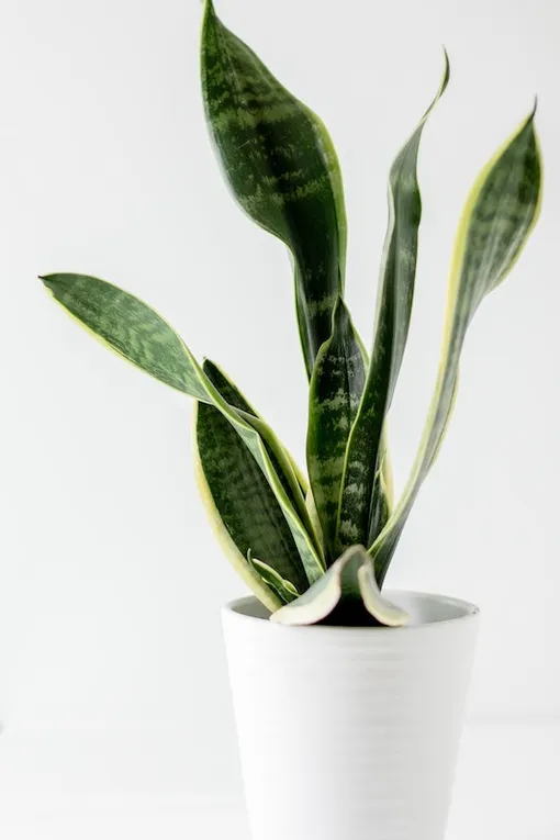 Модное змеиное дерево Sansevieria Trifasciata Prain зеленое и ...