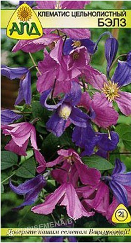 Clematis integrifolia L ...