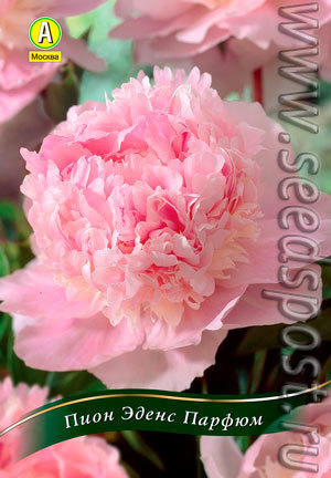 Пион Миссис Ливингстон Фарранд (Paeonia Mrs Livingston ...