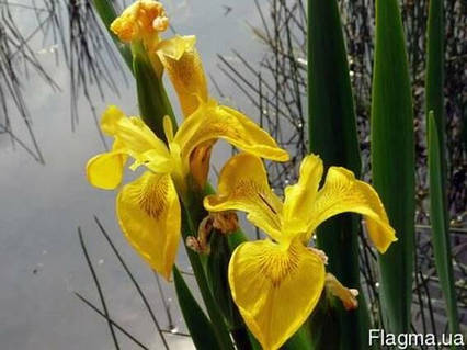 Касатик тонколистный – Iris tenuifolia Pall. - Краевед Оренбуржья