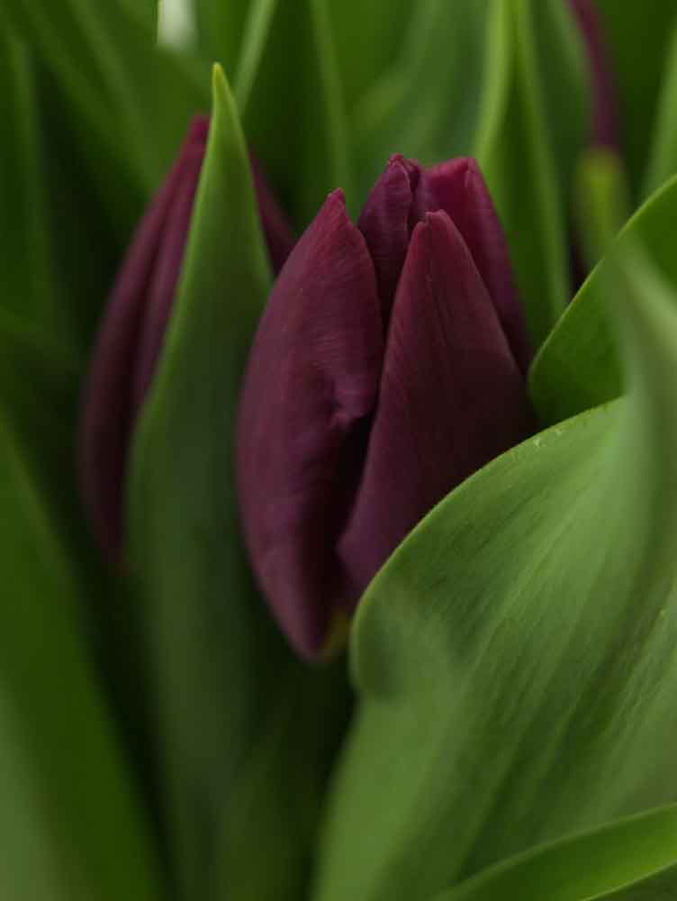 Tulp (Tulipa 'Purple Prince, Enkel ...