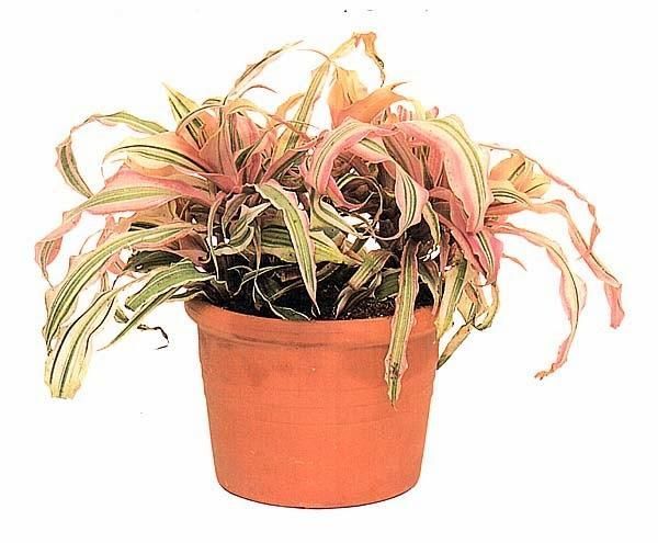 Криптантус (Cryptanthus) 'Le Rey'