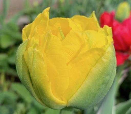 Tulipa Bulb Double Early Marie Jo Tulip ...