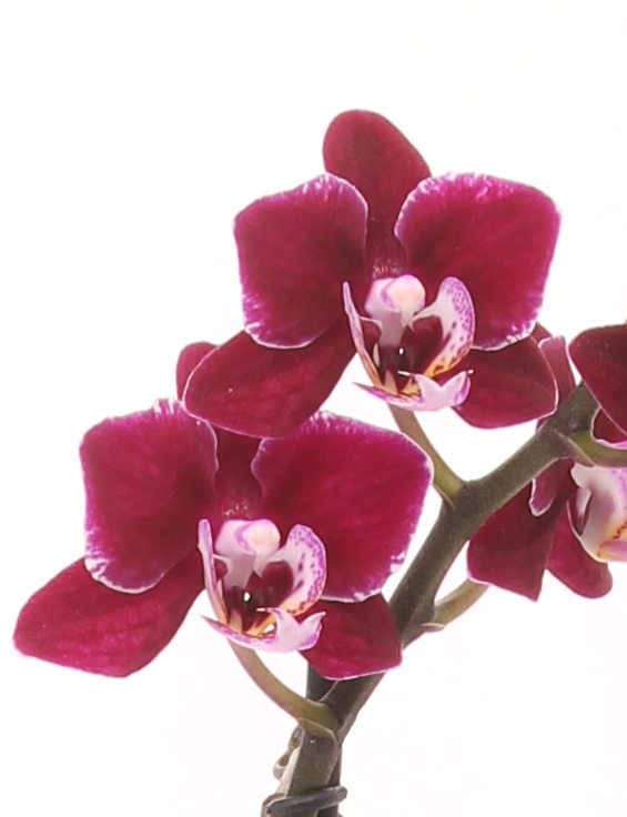 Phalaenopsis Elegant Debora с 2 цветущим стеблем! - Орхидеи ...