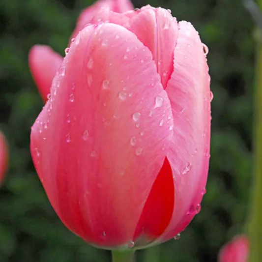 Tulipa Pink Impression ...