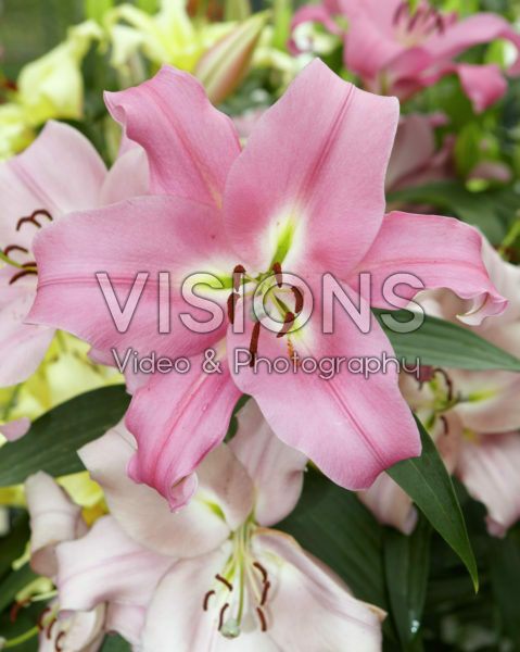 Lilium (OT-hybrids) 'Dalian' LI OT ...