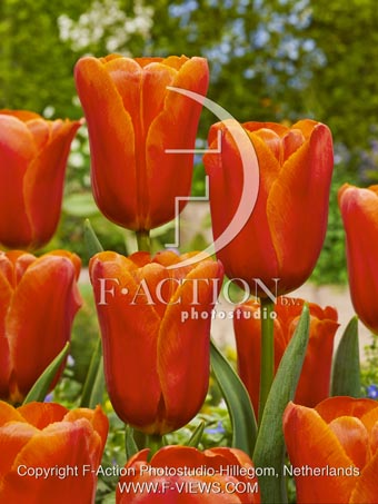 Tulipa Orange Juice... stock photo by ...