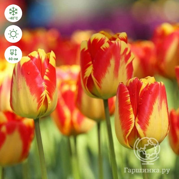 Tulipa 'Banja Luka' ... stock photo by ...