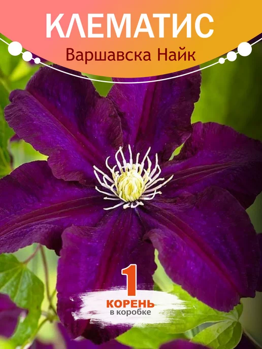 Клематис Май Дарлинг - купить саженцы Clematis My Darling ...