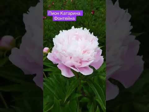 Catharina Fontijn peony. Катарина Фонтейн пион - YouTube