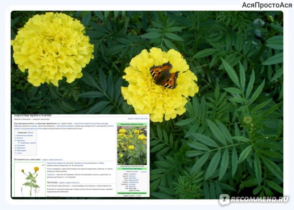 Бархатцы прямостоячие Фантастик Желтые Tagetes erecta ...